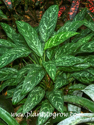 Green Lady Chinese Evergreen (Aglaonema)